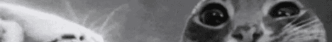 MireSwamp banner MireSwamp Minecraft server banner