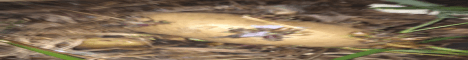 CrocMC banner CrocMC Minecraft server banner