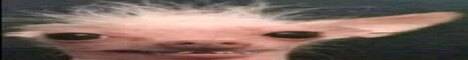 Bean SMP banner Bean SMP Minecraft server banner