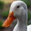 Ducks Anarchy server icon