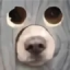 TakoLOL server icon